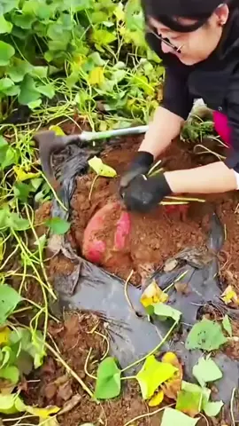 #Dove #fyp #reel #europe #viral 