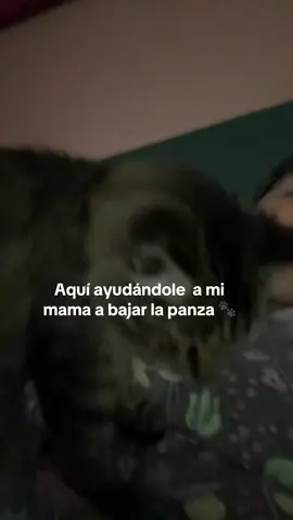 Mi Lola haciendo aquí dándome masaje según , más bien entrándome has garras .  #cat #catmomlife #pet #humor 