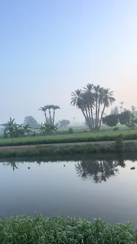 #الريف_المصري_وجمالة🌴🌾🌿 