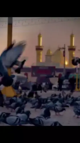 # ليش ماكو تفاعل 