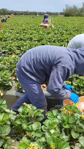 Australia 🇦🇺 cần tuyển 13 bạn sang Úc làm Farm dâu #xuhuong #dinhcuuc #viral #nôngnghiệp #lẽnuhuongtiktok 