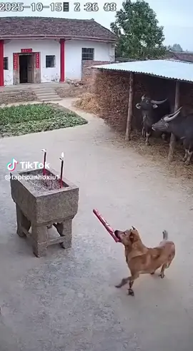 Nó nghịch ngợm thế chị#TikTokAwardsVN #