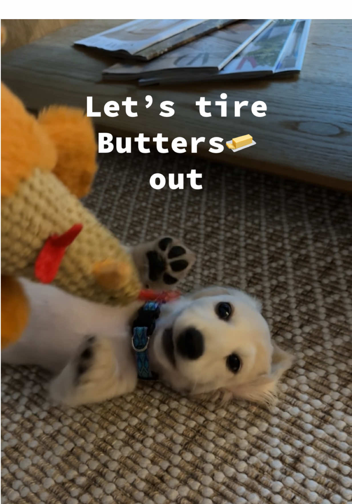 Tiring out our 12 week old mini dachshund🐾 #minidachshund #englishcreamdachshund #dogsoftiktok #dachshundpuppy #puppiesoftiktok 