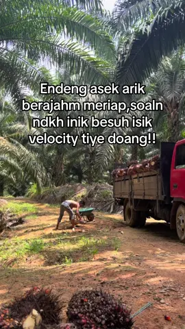 Lapaht munt yak velocity doang jak arik😂🥱 #katakatasasak #fypsasaklombok #sasak #kulisawitmalaysia🌴🇲🇾🇮🇩 #bajanglombok 