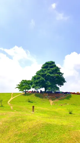 Đến cây cũng cô đơn nói gì con người ….🥴🥴#thube #caycodon #bacninh #xh #bacninhcogi 