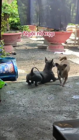 Tui nói cho mấy ông biết muốn có chỗ đứng trong xã hội này tuyệt đối không được ngồi… hok đc ngồi nghe rõ chưa 😂 #xuhướngnhiềuviewnhất #vuonmaichicongthuduc #bup🐶 #xuhuongtiktok #xuhuong 