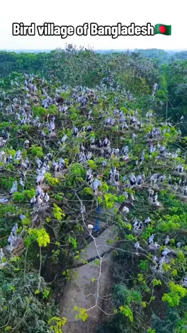 🦤🦜🇧🇩#bangladesh🇧🇩 #birds 
