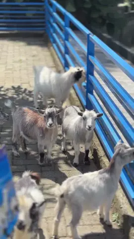 Sudah pernah lihat kambing pygmy di D'LAS Purbalingga? lucu banget yaa😍🥰 #dlaspurbalingga #dlasserang #wisatapurbalingga 