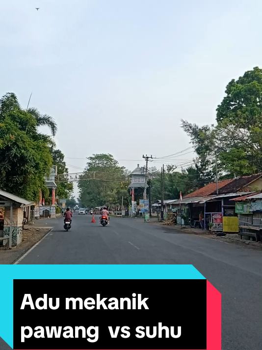 saling diam,saling cuek,saling pantau ..pdhl sama2 kangen ....suhu sm pawang lagi adu skill ....siapa yg kuat nahan dia yg menang .. #pawang#suhu #adumekanik #salingcuek #fyppppppppppppppppppppppp 