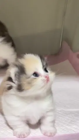 #catsoftiktok #kitty #fypage #cat 
