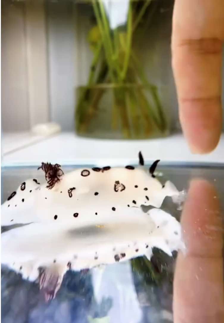 The presence of sea hares fills the regret that there are no rabbits in the sea.🫧They have cute little bottoms and lovely rabbit-like ears.👀🐰💦 #MarineLife #cute #fyp #foryourpage #seaslug 