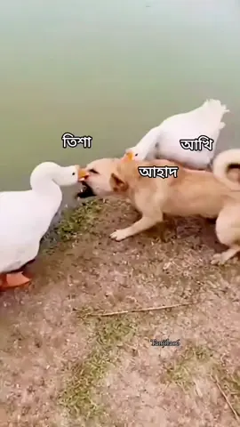 এক স্বামী দুই বধু 🤣🤣#foryou #fblifestyle #respect #foryoupage #tanjila06 