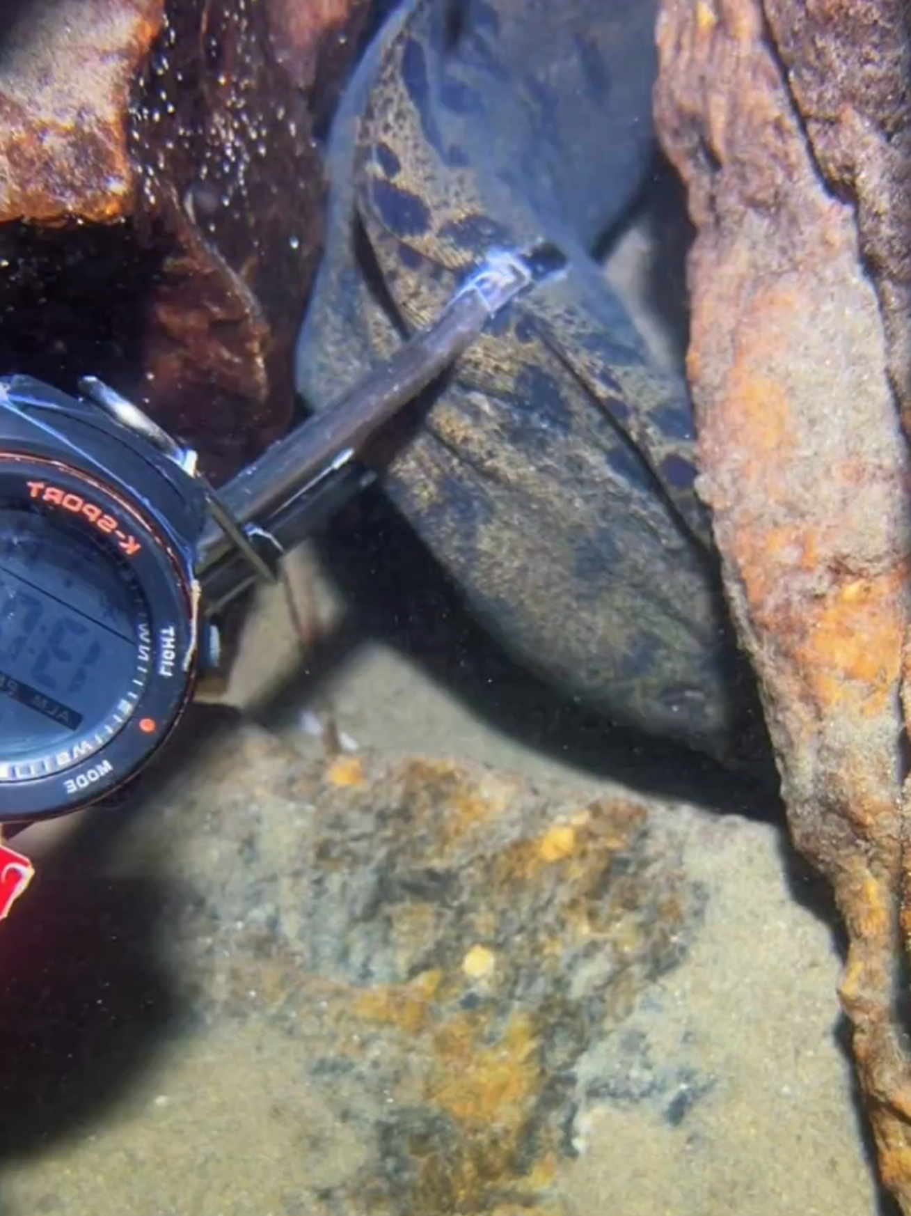 #diving #crab #catchthesea #seafood #seaside 