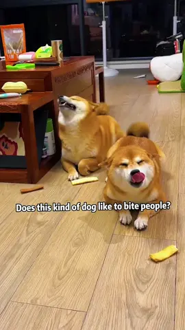 Does this kind of dog like to bite people? #gag #popular #usa_tiktok #america