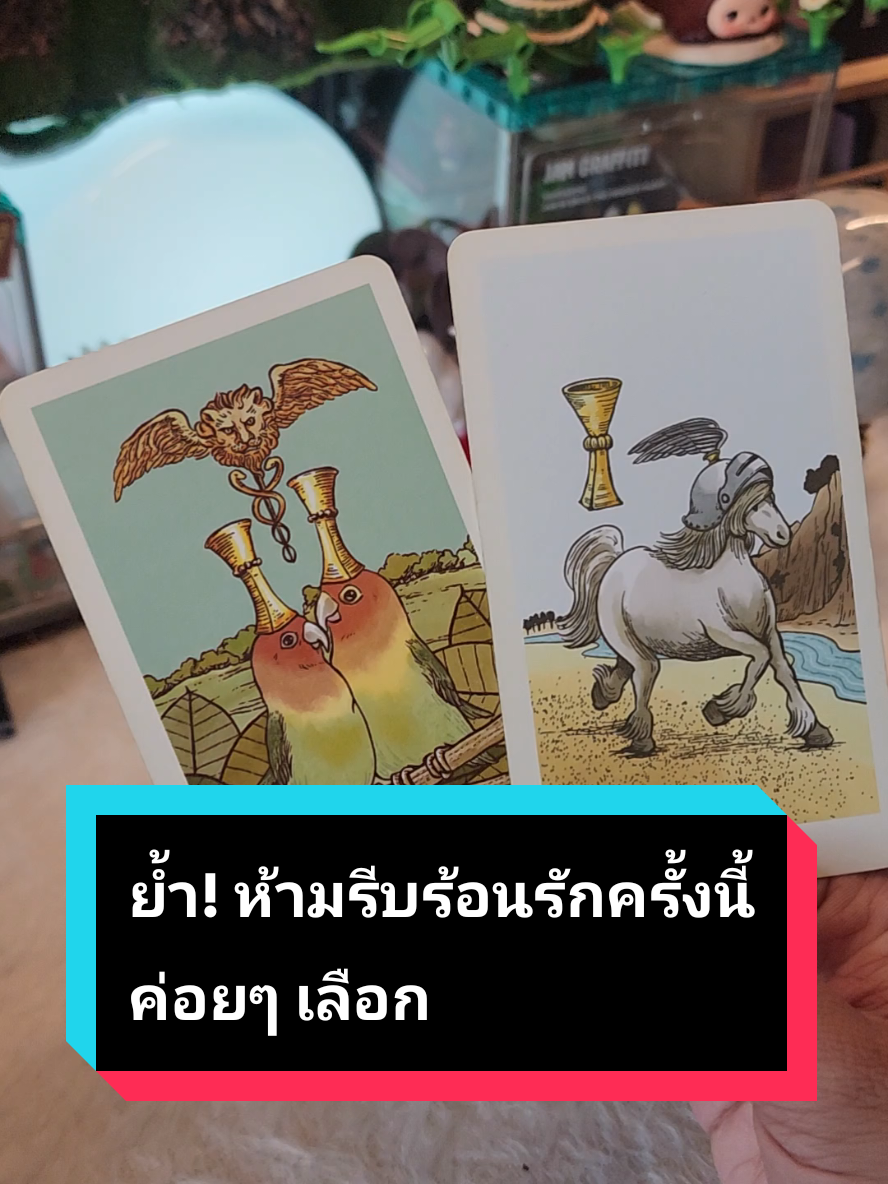 #โสด #สายมู #ดูดวง #ความรัก #แม่หมอปลั๊กกี้ 