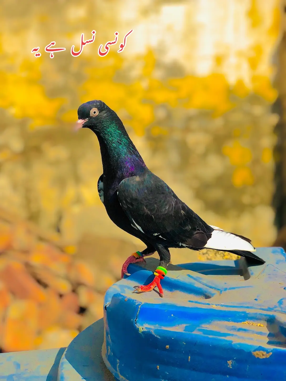 #کبوتر شوق 😨😨😨