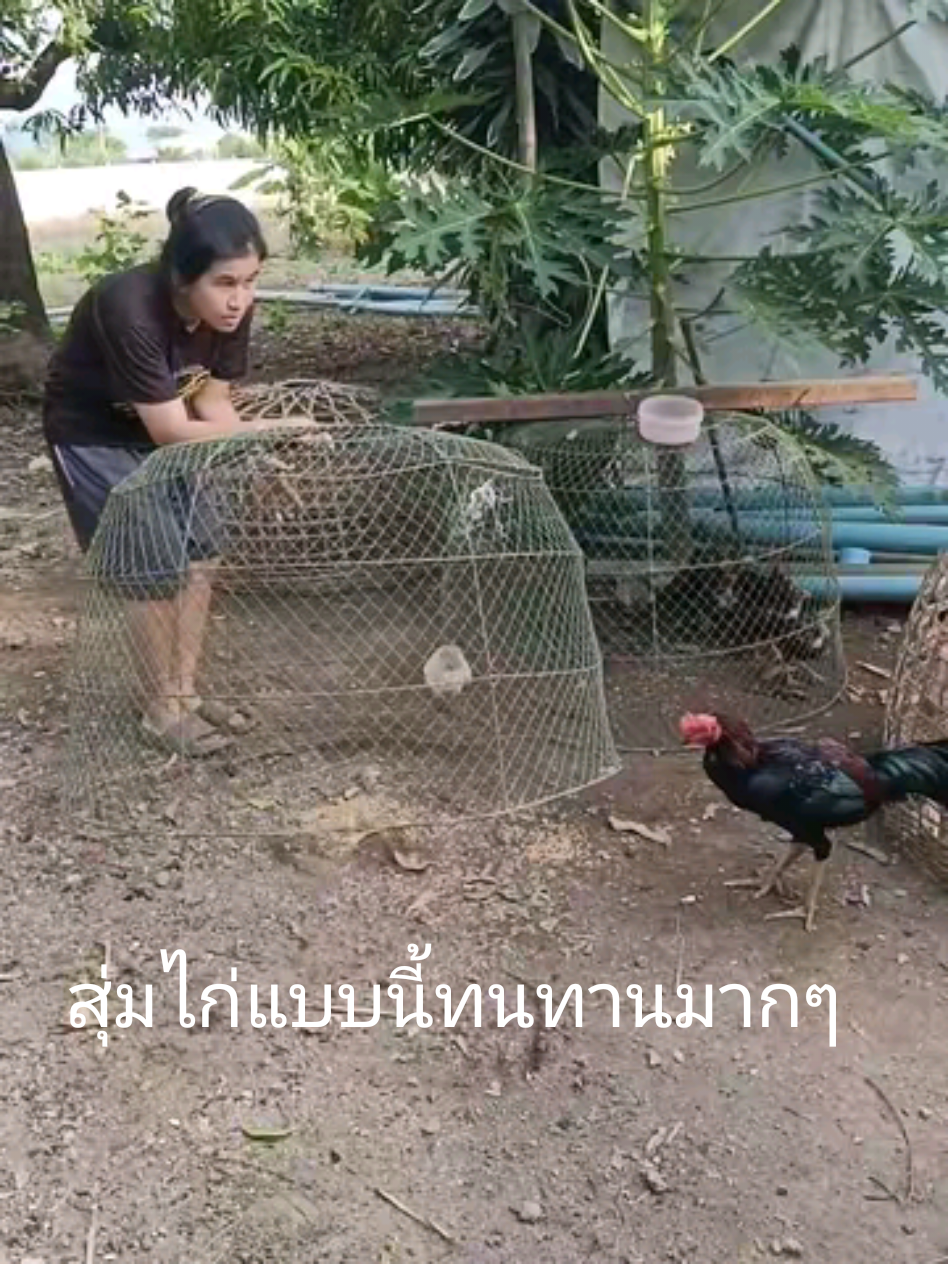 ผู้หญิงเลี้ยงไก่ไม่แปลก แต่แปลกฉันทนดูไก่ตีกันไม่ได้ ผลิตไก่ผลิตสุ่มส่งคนรักการช นไก่ดีกว่า #ไก่ #สุ่มไก่ #ไก่ชน 