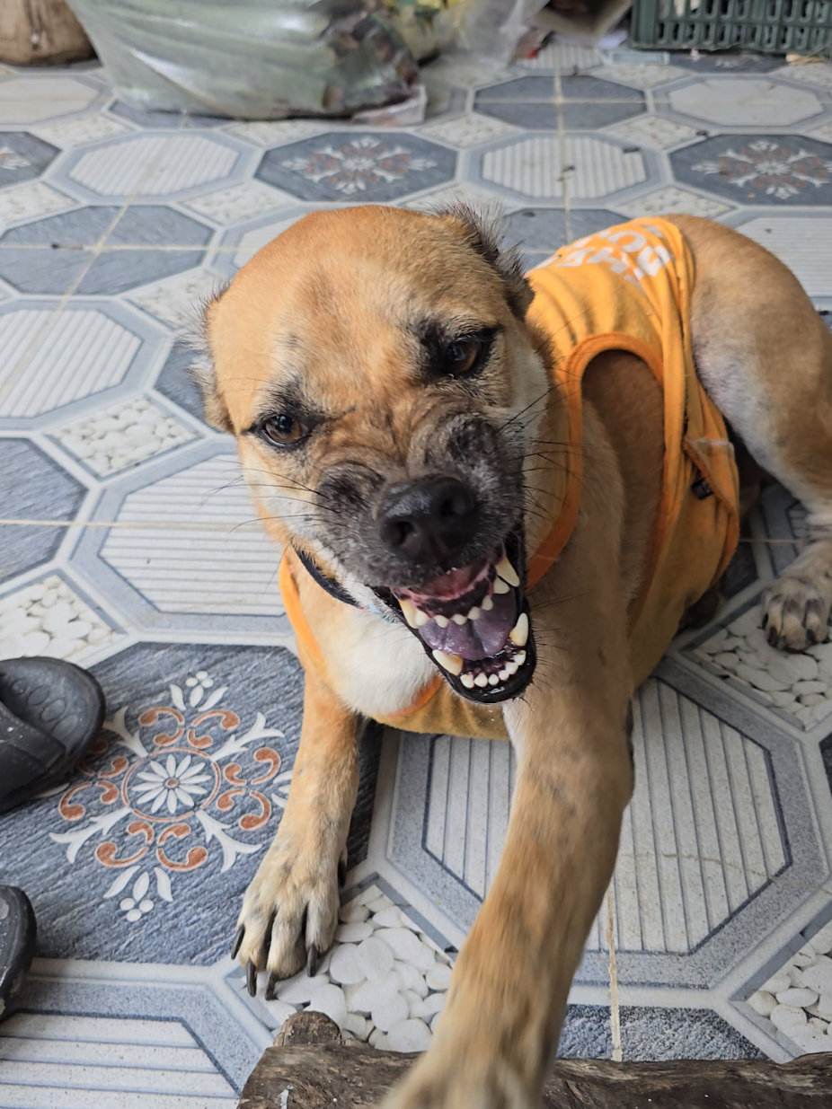 Phần 838: Chọc ngta hoài#xuhuong #petcung #dog #troll 