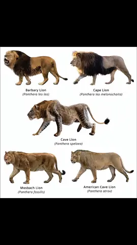 Cape Lion Most Powerful Lion In History #lion #shorts #viral #plzdonotunderreviewmyvideo #unfreezmyaccount 