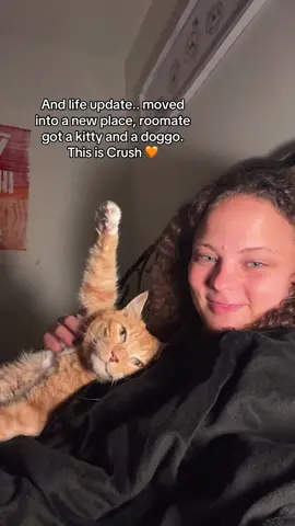 He’s a sweetie pie #fyp #catsoftiktok #cat 