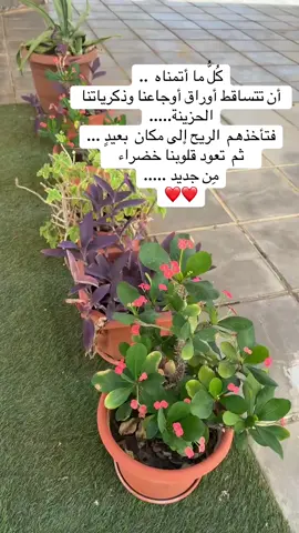 كُلُّ ما أتمناه  .. أن تتساقط أوراق  أوجاعنا  وذكرياتنا  الحزينة..... فتأخذهم  الريح إلى  مكان  بعيدٍ .... ثم  تعود قلوبنا  خضراء  مِن جديد ..... 🕊️🌿🌹