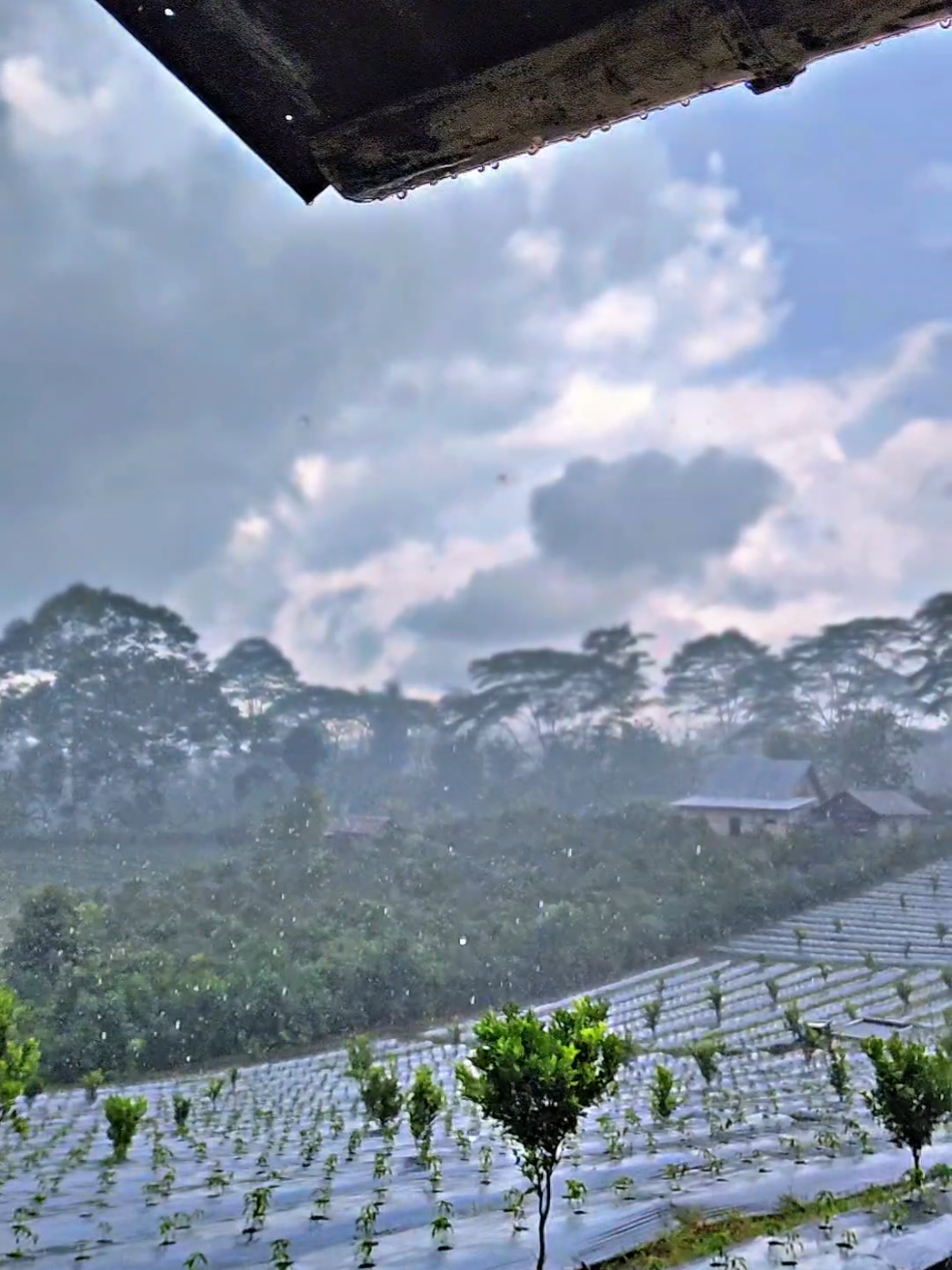 pucuk dicinta ulampun tiba, akhirnya turun hujan jg gaes..🤠 FUNGSI Air untuk Tanaman Cabai 1. Fotosintesis Air adalah bahan utama dalam proses fotosintesis untuk menghasilkan energi dan pertumbuhan daun serta buah. 2. Transportasi Nutrisi Unsur hara dari tanah larut dalam air dan diserap oleh akar. Tanpa cukup air, pupuk yang diberikan tidak akan terserap optimal. 3. Menjaga Tekanan Sel (Turgor) Air menjaga sel tanaman tetap “kenyal” sehingga daun tidak layu dan batang tetap kokoh. 4. Mengatur Suhu Tanaman Melalui proses transpirasi, air membantu menurunkan suhu daun saat cuaca panas. 5. Pembentukan Buah dan Bunga Kekurangan air saat fase pembungaan atau pembesaran buah bisa menyebabkan bunga rontok dan buah kecil. .  DAMPAK Kekurangan Air Daun layu dan menggulung ke atas. Pertumbuhan terhambat. Bunga dan buah mudah rontok. Buah menjadi kecil dan keriput. Akar sulit menyerap pupuk..  Selain kekurangan ada juga dampak Kelebihan Air Akar kekurangan oksigen → membusuk. Daun menguning. Meningkatkan risiko penyakit jamur seperti Phytophthora dan Pythium. Tanaman bisa mati mendadak (busuk pangkal batang). jadi begitu gaes..  #petanimuda #petanicabai #fyp  #viral  #hujan 