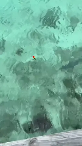 barakuda🎣, atau dikenal juga sebagai 