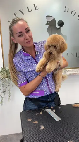 Hoy os presento a Canelita, un cachorro de maltipoo que a pesar de ponérmelo muy difícil, me ha regalado este vídeo tan precioso en el que os puedo enseñar a realizar una expresión de ensueño ☺️❤️ #maltipoo #maltipoopuppy #maltipoos #paratiiiiiiiiiiiiiiiiiiiiiiiiiiiiiii #peluqueriacanina 