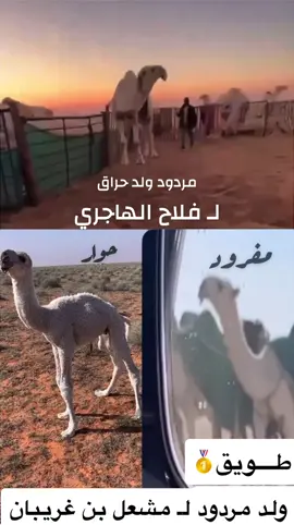 #الابل_عطايا_الله_عشاق_البداوة_🐪😍 #اكسبلور #ترند #الابل #مطير 