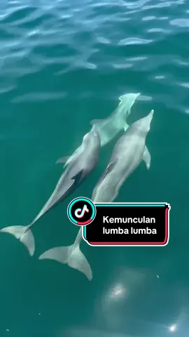 Minggu yang cerah, video mahal minggu ini, gak nyangka bisa ktmu lagi  #fyppppppppppppppppppppppp #lemukutantelukcina #viraltiktok #pulau #kalbar 