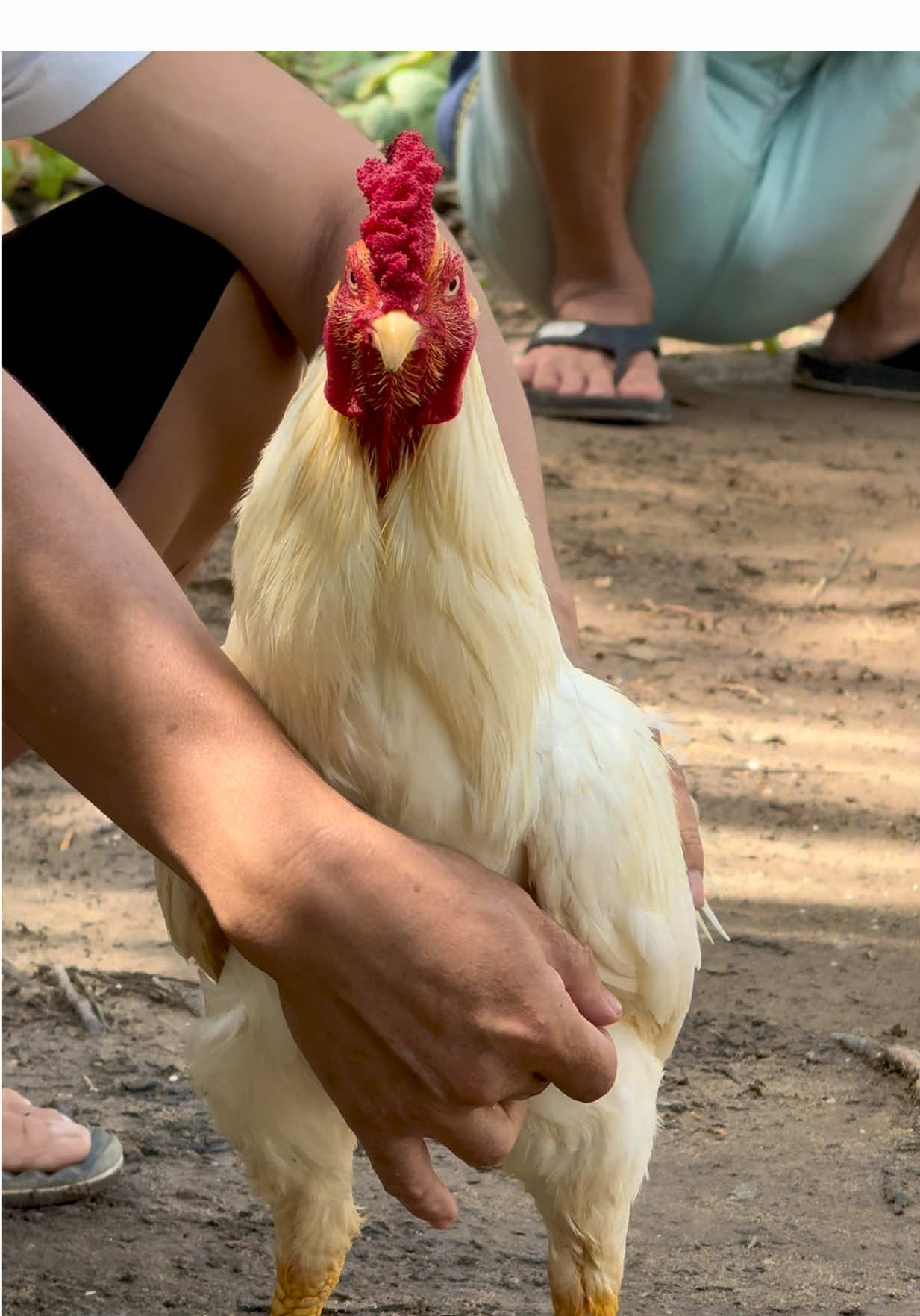 Thà ăn dở còn hơn thua hay 😂 #xuhuong 