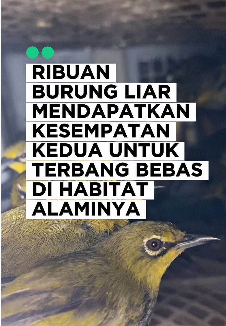 Pada 7 Oktober 2025, FLIGHT mendukung SKSDAW III Lampung BKSDA Bengkulu, Karantina Lampung dan KSKP Bakauheni untuk melepasliarkan ribuan burung hasil sitaan ke habitat alaminya. Sementara puluhan burung lainnya akan menjalani rehabilitasi terlebih dahulu di pusat rehabilitasi kami sebelum dilepasliarkan ke habitat alaminya. Selamat untuk burung-burung liar yang telah mendapatkan kesempatan kedua untuk kembali ke rumah mereka di alam liar. Mari bersama sama kita menjaga burung-burung liar kita dan membiarkan mereka untuk terbang bebas di habitat alaminya. _____________________ On October 7, 2025, FLIGHT supported SKSDAW III Lampung BKSDA Bengkulu, Lampung Quarantine, and KSKP Bakauheni in releasing thousands of confiscated birds back into their natural habitat. Meanwhile, dozens of other birds will undergo rehabilitation at our rehabilitation center before being released into their natural habitat. Congratulations to the wild birds that have been given a second chance to return to their homes in the wild. Let us work together to protect our wild birds and allow them to fly freely in their natural habitats. #fyp #natural #habitat #songbirds #birds 