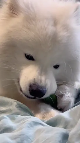 Samoyed chewing cucumber with his tiny mouth🥒 #dog #samoyed #pets #fyp #cutedog 