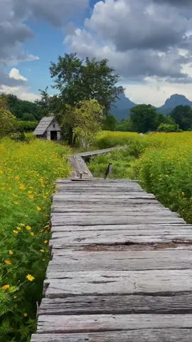 #กระเพราคาเฟ่ #คาเฟ่ยอดนิยมลพบุรี มีสวนดอกดาวกระจายสีเหลืองสวยงาม วิวติดเขาจีนแล วิวแบบต่างประเทศ บรรยากาศดีสุดๆ#คาเฟ่ลพบุรี 