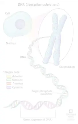 brutal igf1 signals #gene #molecule #igf1 #Chinesehormones #foryoupage 