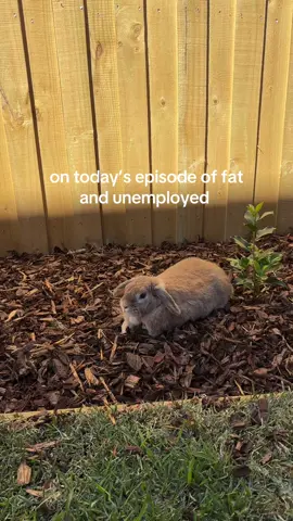 she’s shedding her winter coat, ok #bunny #rabbit #minilop #rabbitsoftiktok #PetsOfTikTok 