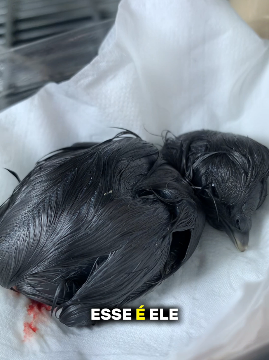 Qual pode ser o nome dele? #vaiprofycaramba #trevizan #chocadeira 