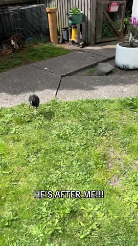 Charcoal olympics