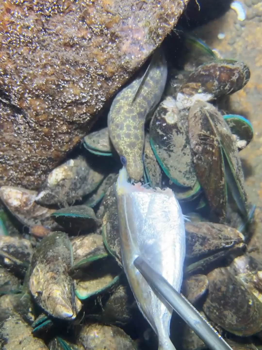 #fishing #eels #diving #crab #lobster #beach #deepsea #nemo #catchthesea #nature #sea