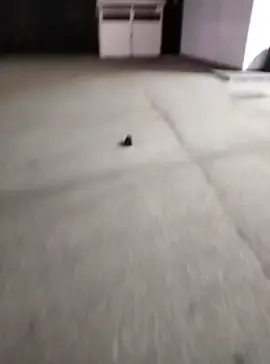 #fyp #fyppppppppppppppppppppppp 