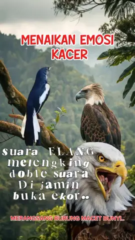 suara elang.. menaikan emosi kacer biar buka ekor.. #pancingankacerisianmewah #pancingankacerbiaremosi #kacermaniaindonesia #kacerprestasi #fyppppppppppppppppppppppp 