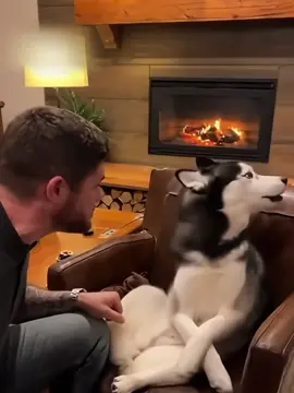 Two seconds to become a drama queen#funnyvideos #dogsoftiktok #dogvideos #funnydog #popular 