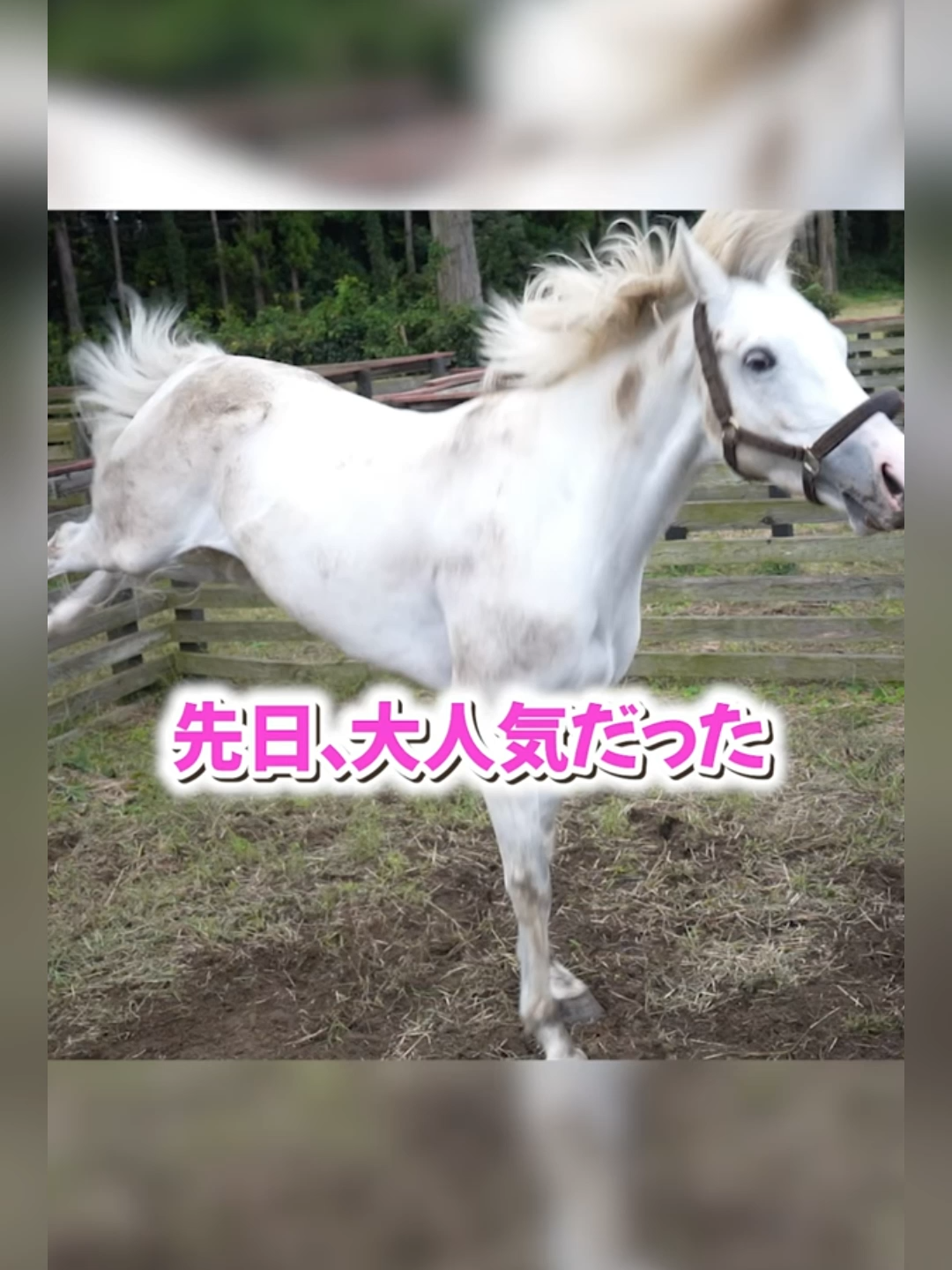 白い怪獣！？　どこかで見たことのあるこの光景は…