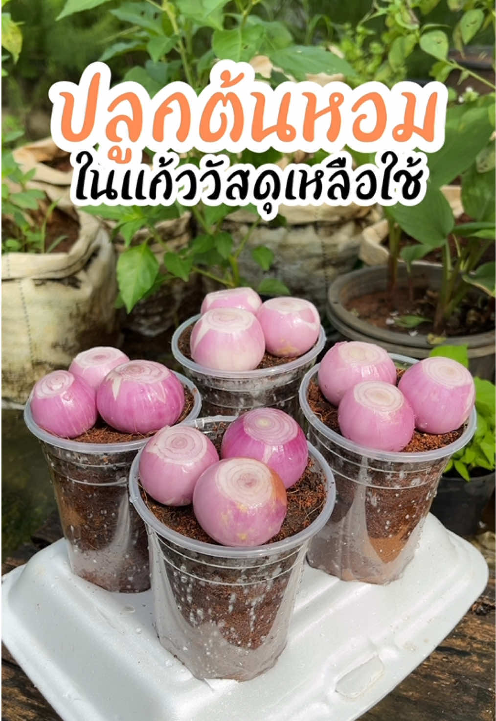 ปลูกต้นหอมในแก้ววัสดุเหลือใช้♻️  #เกษตร  #ต้นหอม #หัวหอม #ผักสวนครัว #รู้ท้นเกษตร