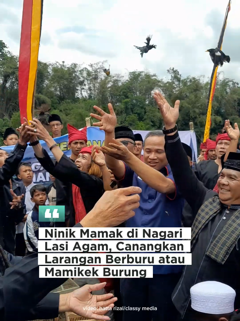 Ninik Mamak di Nagari Lasi Agam, Canangkan Larangan Berburu atau Mamikek Burung.  Larangan diiringi dengan pelepasan burung ke alam liar, Minggu 19 Oktober 2025 #lasi #burunglasi #agam #sumbar #classymedia 
