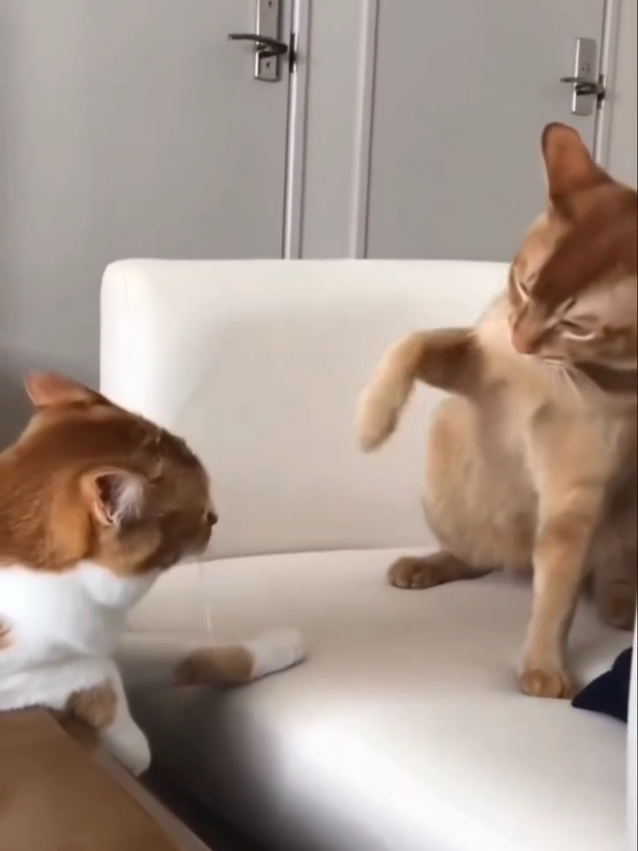 beautiful cats fight #foryourpage #cat #kitten #viralvideo #kitty 