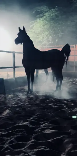 حبوبه الشقب ❤️❤️ #خيل_وخياله🐎 #فرس #horse #trending #fyp #trending #مالي_خلق_احط_هاشتاقات #اسطبل #fy 