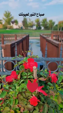 صباح الخير لعيونك❤️#صباحكم_أحلى_صباح🌹🌹 #صباحكم_سعادهـ🌸🍃 #لايك__explore___ #صباحياتي🌸🎼 #قروب_اهل_الفن_خليها_وعليها_rm🇦🇪💌 