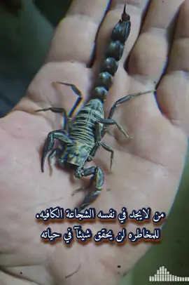 عقارب الصحراء العراق #🇮🇶 #عقرب #صحراء #االعراق #العراق_السعوديه_الاردن_الخليج 