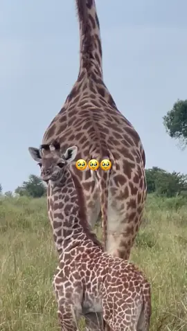 Omg soooo cute 🦒🥹🤎 #tanzaniasafari #giraffe #babyanimals #tanzania 